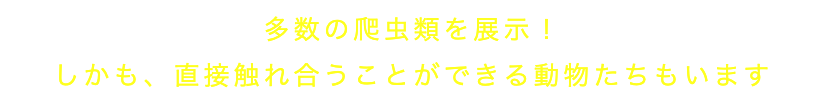 多数の爬虫類を展示! しかも、直接触れ合うことができる動物たちもいます