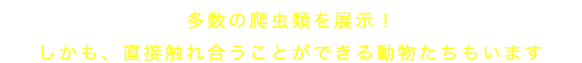 多数の爬虫類を展示！ しかも、直接触れ合うことができる動物たちもいます